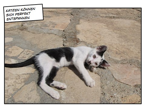 Katzen sind unsere Vorbilder. Sie können perfekt entspannen.