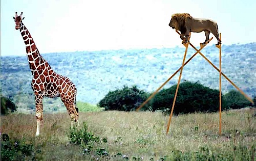 lion-tm lion-tm