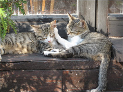katzen