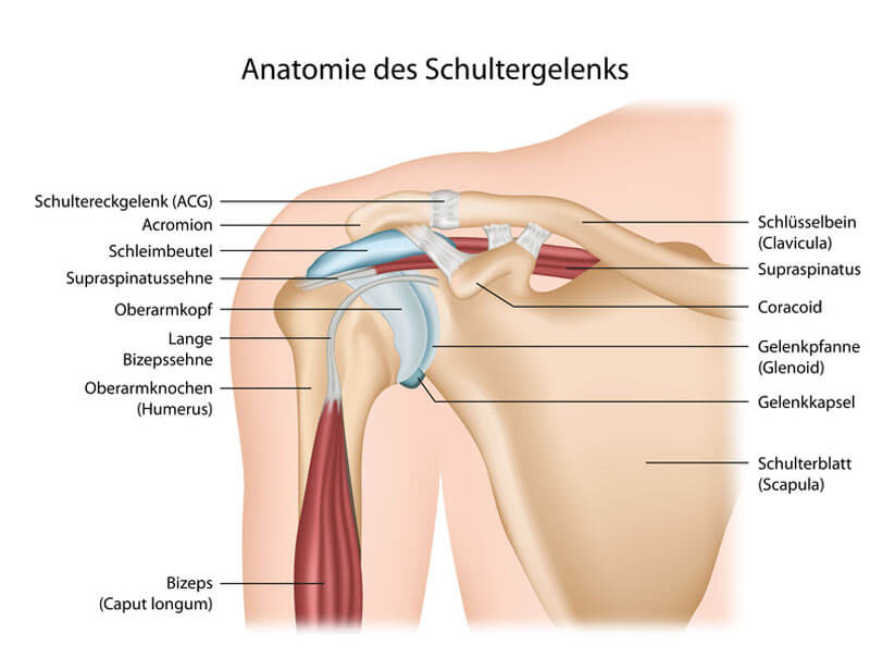 Yoga-Übungen Schultern und Nacken - Anatomie 