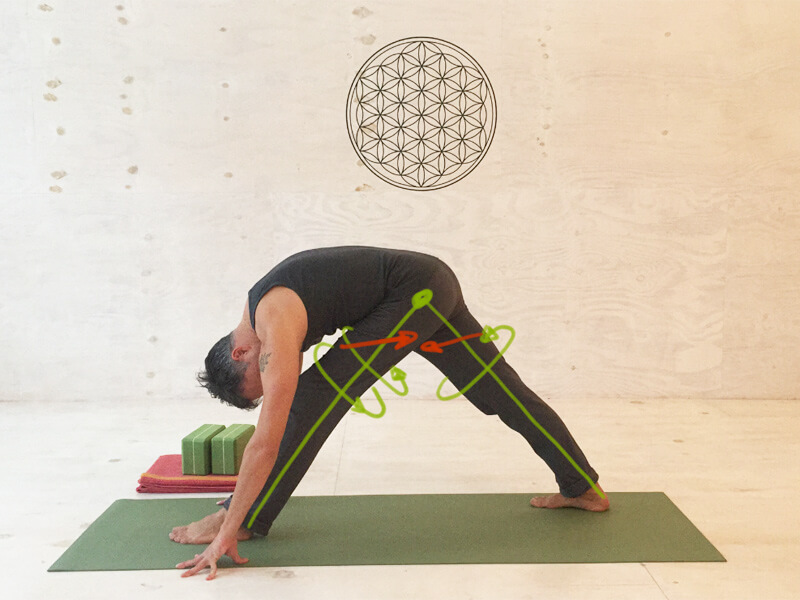 Yoga Übungen Hamstrings