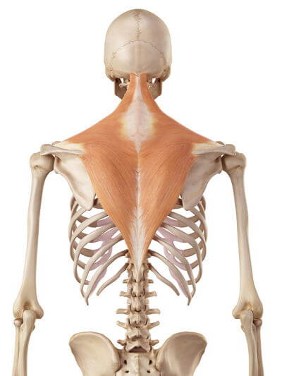 musculus trapezius